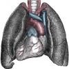Types Of Lung Diseases