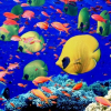 Types Of Tropical Fish
