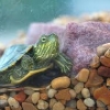 Types Of Turtles