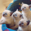 Types Of Amazing Cat Breeds