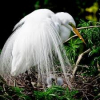 Types Of Birds In Florida