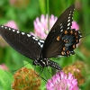 Types Of Butterflies