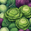 Types Of Cabbage