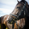 Types Of Horses