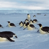 Types Of Penguins