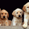 Types Of Puppies