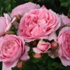 Types Of Roses