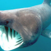 Types Of Sharks