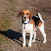 Types Of Small Dogs