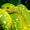 Types Of Snakes