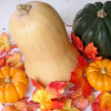 Types Of Squash