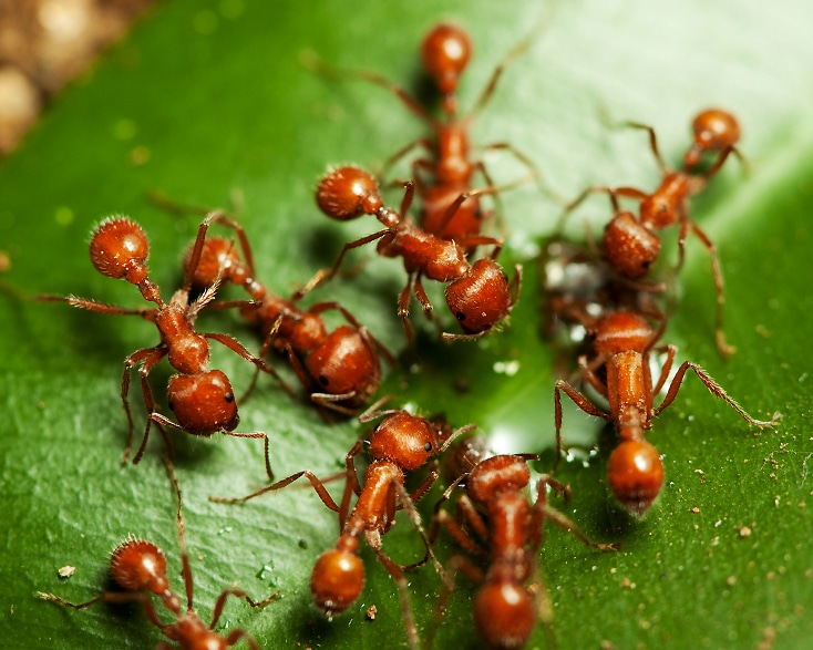 Types Of Ants