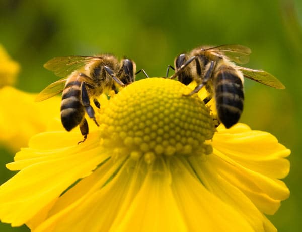 Types Of Bees