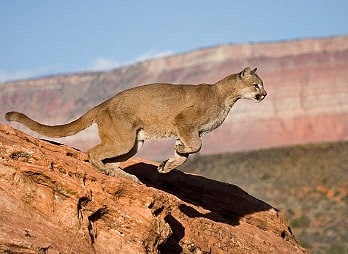 Types Of Big Cats