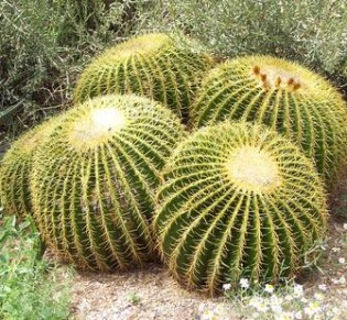 Types Of Cactus