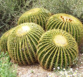 Types Of Cactus