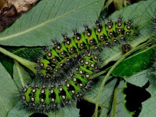 Types Of Caterpillars
