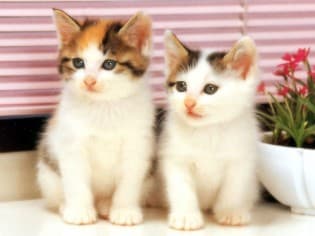 Types Of Cats