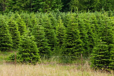 Types Of Christmas Trees
