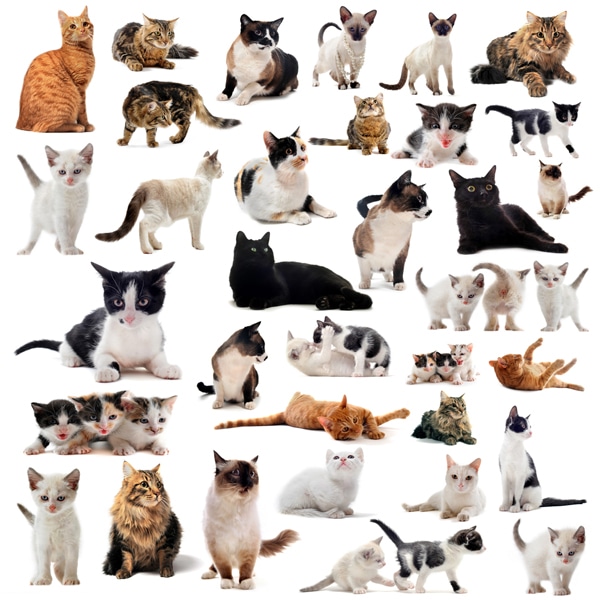 Types Of Domestic Cats