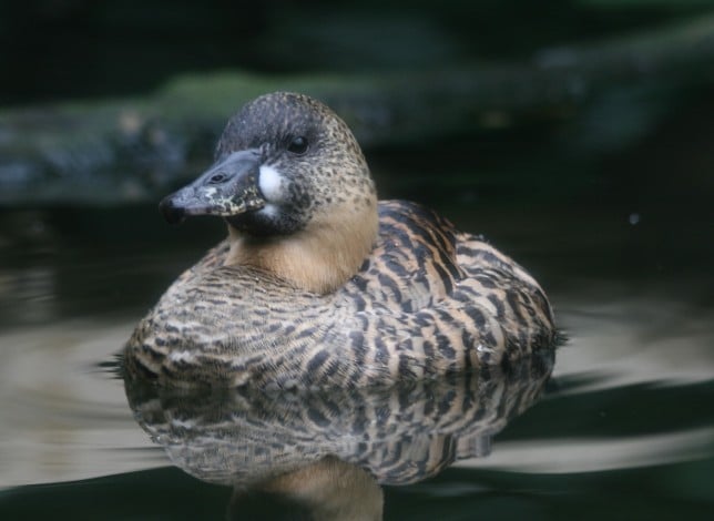 Types Of Ducks