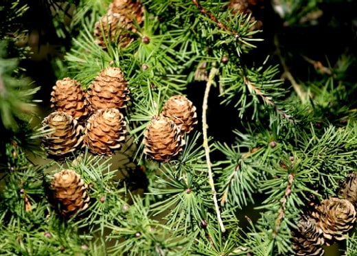 Types Of Evergreen Plants