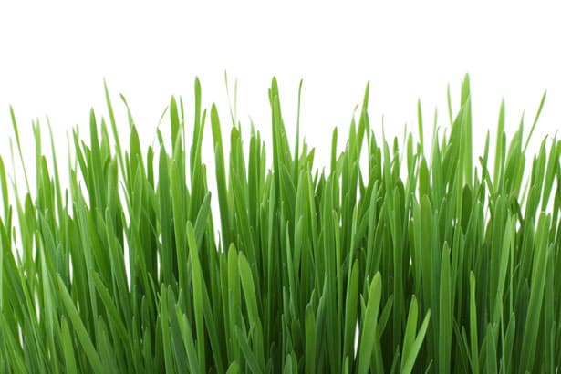 Types Of Grass