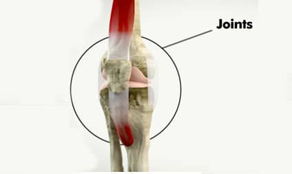 Types Of Joints