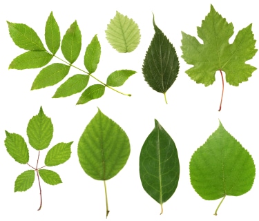 Types Of Leaves