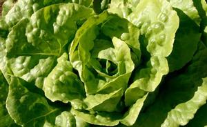 Types Of Lettuce