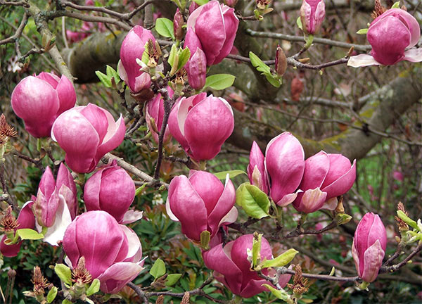 Types Of Magnolia Trees