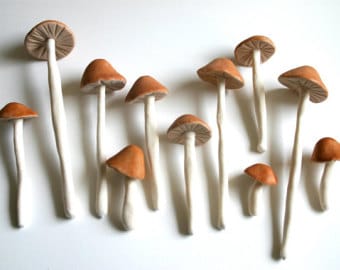 Types Of Mushrooms