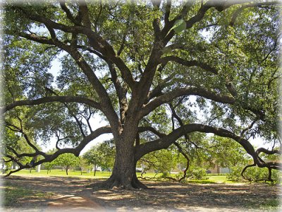 Types Of Oak Trees