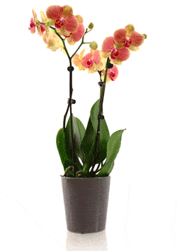 Types Of Orchids