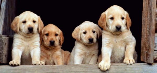 Types Of Puppies