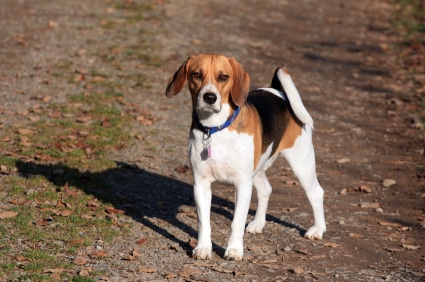 Types Of Small Dogs