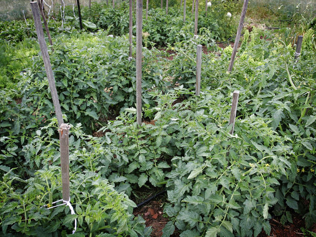 Types Of Tomato Plants