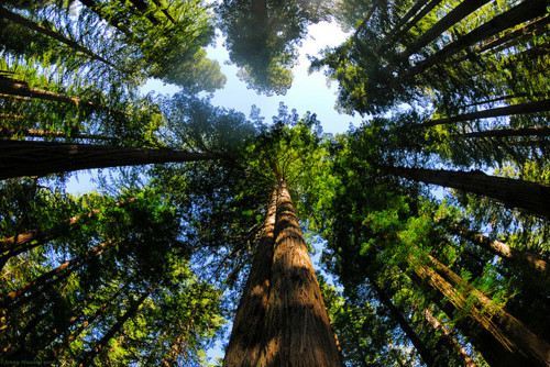 Types Of Trees