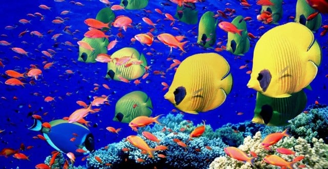 Types Of Tropical Fish