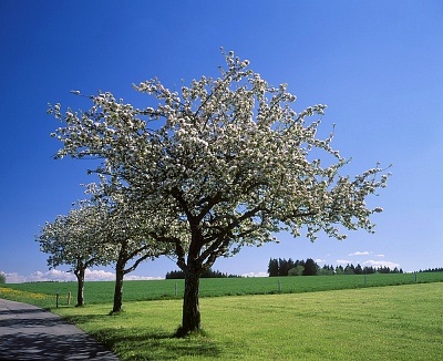 Types Of Apple Trees