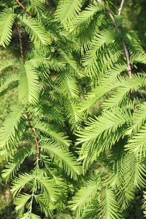Types Of Conifers