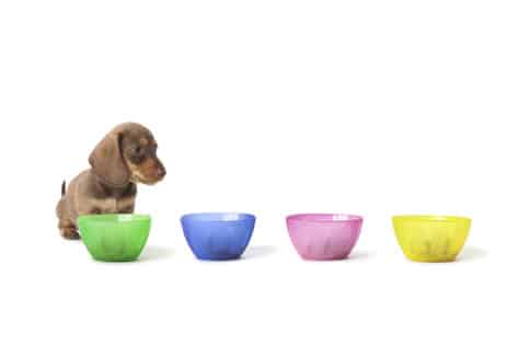 Types Of Dog Food