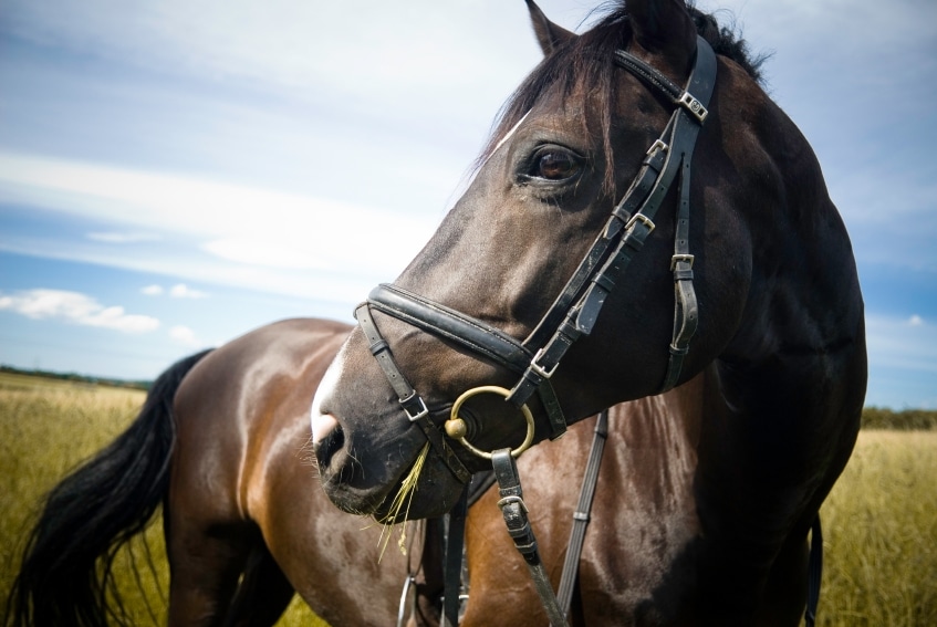 Types Of Horses