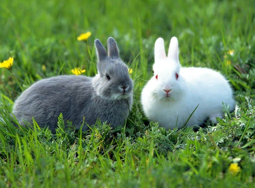 Types Of Rabbits