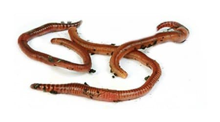 Types Of Worms