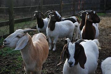 Types Of Goats