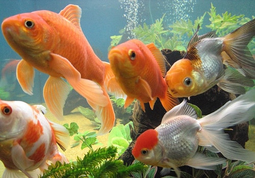 Types Of Goldfish