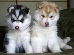 Types Of Huskies