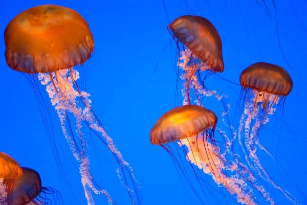 Types Of Jellyfish