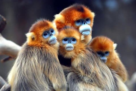 Types Of Monkeys